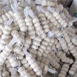 냉동 신작물 일반 백마늘 수출